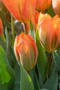 Orange Tulip, TulipaÃÂ fosteriana Orange Emperor budding flower